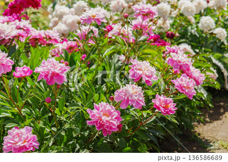 Blooming pink peony flowers in sunny garden with green leaves and natural plant background Blooming pink peony flowers in sunny garden with green leaves and natural plant background 136586689
