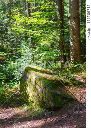 Massive mossy stone in a green pine forest on a sunny summer day in the Carpathian Mountains 136586715