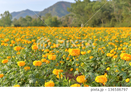 Field of marigold flowers Field of marigold flowers 136586797