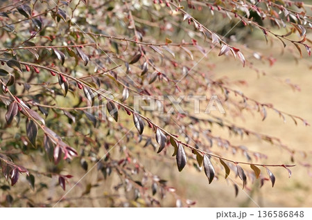 カメリア・エリナカスケード（ツバキ科)の新芽 136586848