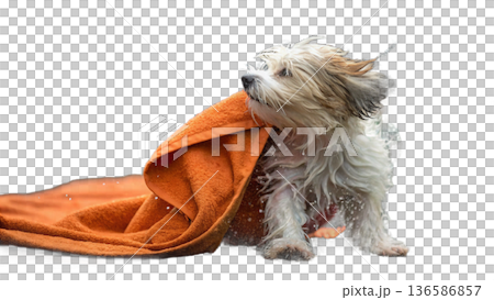Cute bathed havanese puppy dog wrapped in an orange towel 136586857