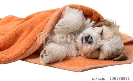 Cute bathed havanese puppy dog wrapped in an orange towel 136586858