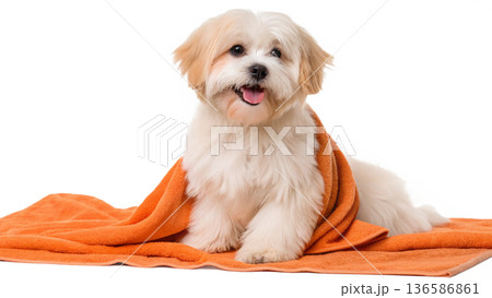 Cute bathed havanese puppy dog wrapped in an orange towel Cute bathed havanese puppy dog wrapped in an orange towel 136586861