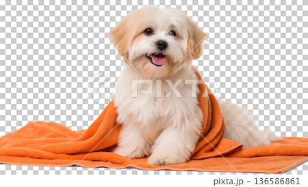 Cute bathed havanese puppy dog wrapped in an orange towel 136586861