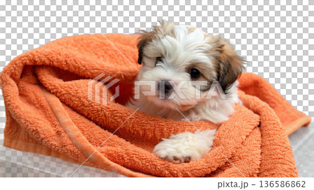 Cute bathed havanese puppy dog wrapped in an orange towel 136586862