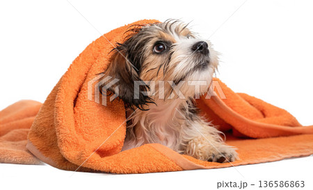 Cute bathed havanese puppy dog wrapped in an orange towel 136586863