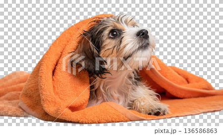 Cute bathed havanese puppy dog wrapped in an orange towel 136586863