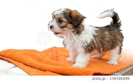Cute bathed havanes puppy dog wrapped in an orange towel Cute bathed havanes puppy dog wrapped in an orange towel 136586896