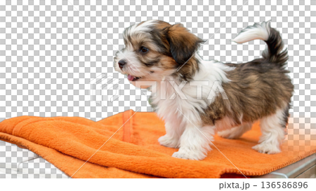 Cute bathed havanes puppy dog wrapped in an orange towel 136586896