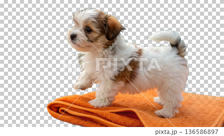 Cute bathed havanes puppy dog wrapped in an orange towel 136586897