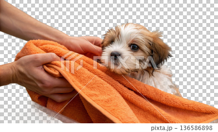 Cute bathed havanes puppy dog wrapped in an orange towel Cute bathed havanes puppy dog wrapped in an orange towel 136586898