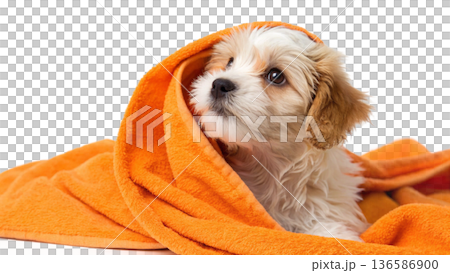 Cute bathed havanes puppy dog wrapped in an orange towel 136586900