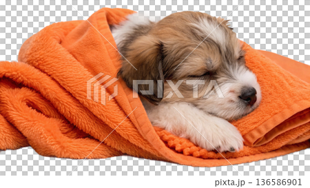 Cute bathed havanes puppy dog wrapped in an orange towel 136586901