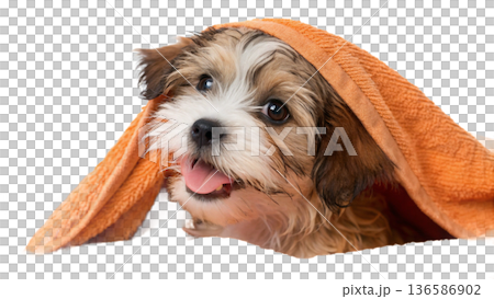 Cute bathed havanes puppy dog wrapped in an orange towel 136586902