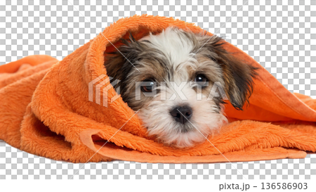 Cute bathed havanes puppy dog wrapped in an orange towel Cute bathed havanes puppy dog wrapped in an orange towel 136586903