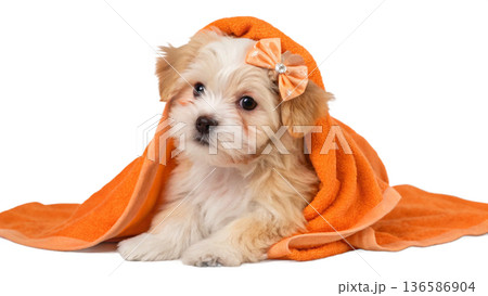 Cute bathed havanes puppy dog wrapped in an orange towel Cute bathed havanes puppy dog wrapped in an orange towel 136586904