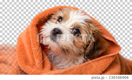 Cute bathed havanes puppy dog wrapped in an orange towel 136586906