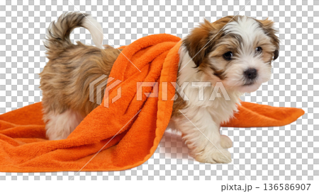 Cute bathed havanes puppy dog wrapped in an orange towel 136586907