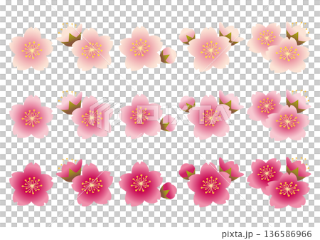 ピンクや白の桜の花の花びらや蕾のセット 136586966