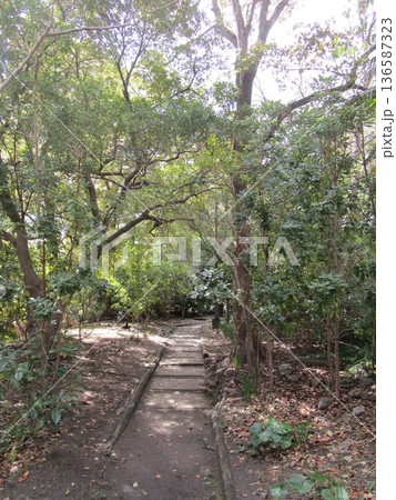 樹木の茂る公園の遊歩道の風景 樹木の茂る公園の遊歩道の風景 136587323