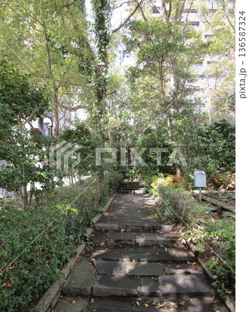 樹木の茂る公園の遊歩道の風景 136587324