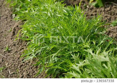 ミズナ(アブラナ科)越年草の地植え ミズナ(アブラナ科)越年草の地植え 136587338