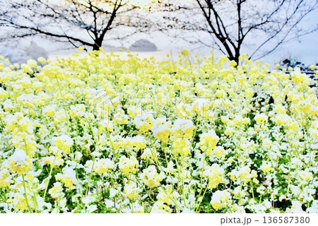 笠戸島の菜の花畑に雪が積もった夕暮れ 笠戸島の菜の花畑に雪が積もった夕暮れ 136587380