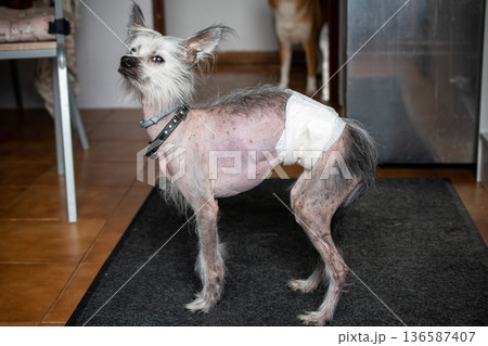 Hairless dog wearing a diaper standing indoors Hairless dog wearing a diaper standing indoors 136587407
