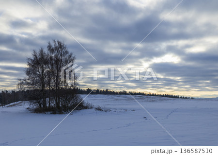 Bare birch trees standing in a winter snowy field 136587510