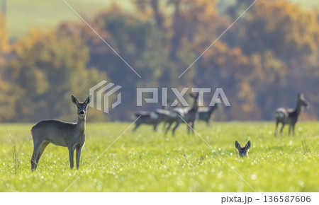 Roe deer watching in green field, autumn forest background 136587606