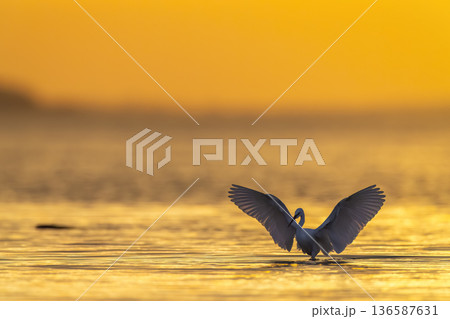 Little egret spreading wings at golden sunset 136587631