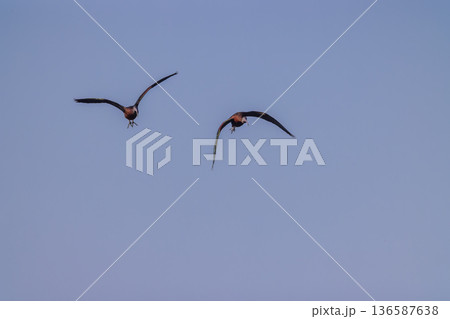 Two Glossy Ibises flying across clear sky 136587638