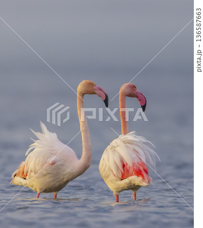 Two flamingos standing in water watching environment Two flamingos standing in water watching environment 136587663