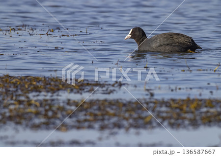 Eurasian coot swimming in calm pond shallow water 136587667