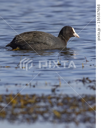 Eurasian coot swimming on blue water surface Eurasian coot swimming on blue water surface 136587668