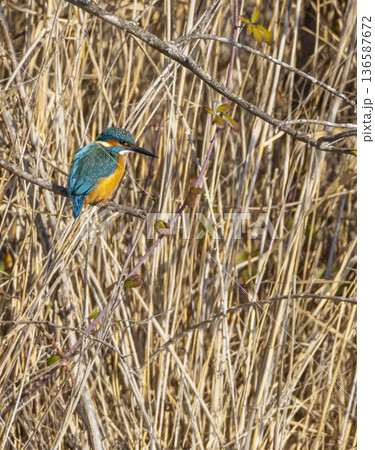 Common kingfisher perching on branch in Arles wetlands 136587672