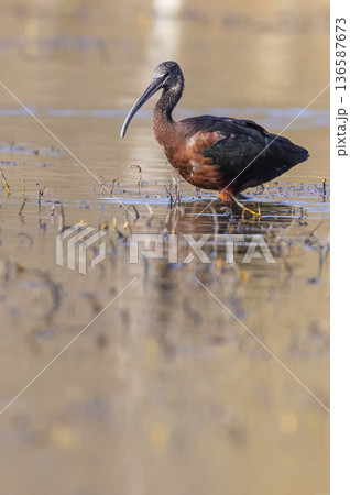 Glossy ibis wading in shallow water, Arles, France Glossy ibis wading in shallow water, Arles, France 136587673