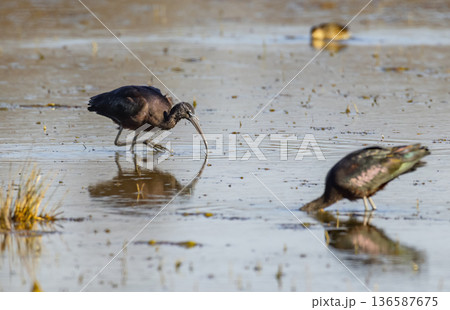 Glossy ibises foraging for food in Camargue wetland Glossy ibises foraging for food in Camargue wetland 136587675