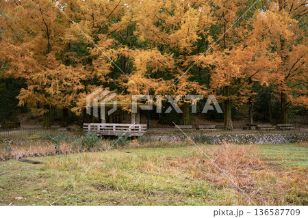 秋の風景 秋の風景 136587709