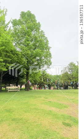 新緑の公園に泳ぐ鯉のぼり 新緑の公園に泳ぐ鯉のぼり 136587711