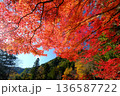 紅葉の滝 136587722