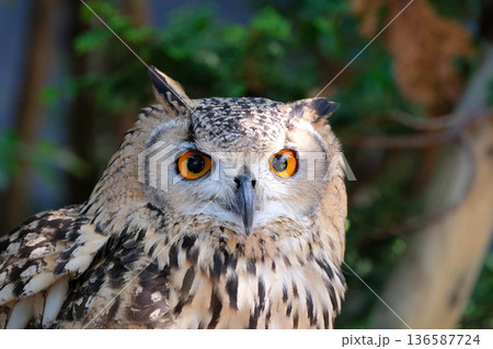 ベンガルワシミミズク ベンガルワシミミズク 136587724