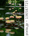 睡蓮の池 136587725