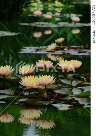 睡蓮の池 睡蓮の池 136587725