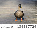 カルガモの散歩 136587726