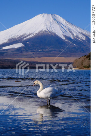 白鳥と富士 白鳥と富士 136587727