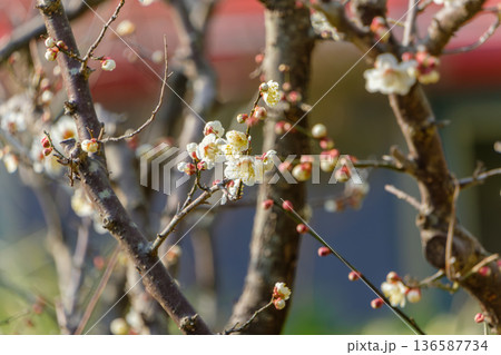 早春の光を浴びて咲く白梅の花 136587734