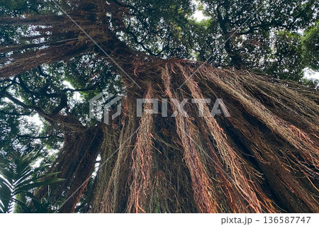 Majestic Aerial Roots of a Tropical Banyan Tree Majestic Aerial Roots of a Tropical Banyan Tree 136587747