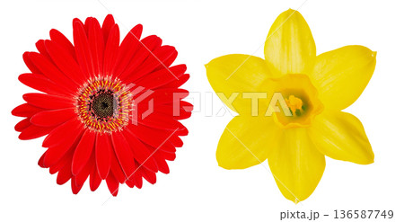 Gerbera and daffodil flowers isolated on white background. Gerbera and daffodil flowers isolated on white background. 136587749