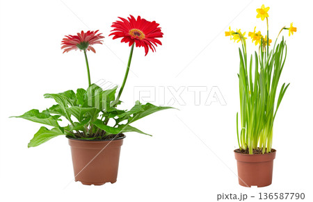 Gerbera and daffodil flowers in pots isolated on white background. Gerbera and daffodil flowers in pots isolated on white background. 136587790